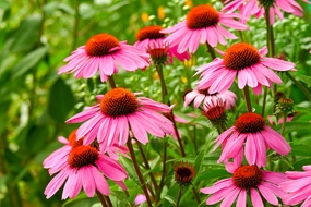 粉色松果菊微距特写摄影图片